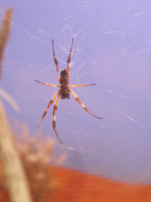 Golden Orb Weaver Spider, Alice Springs Desert Park, 2013 Australia (North-South)