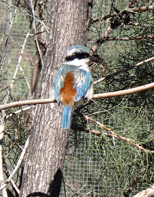 Kookaburra, Alice Springs Desert Park, 2013 Australia (North-South)