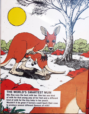 Kangaroo Propaganda, Alice Springs Desert Park, 2013 Australia (North-South)