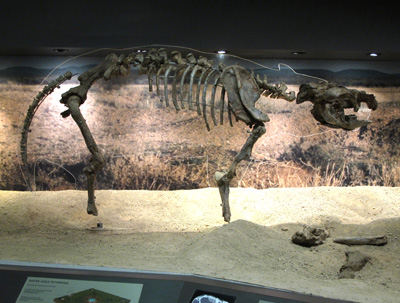 Plaisiodon centralis skeleton Museum of Central Australia, Alice Springs, 2013 Australia (North-South)