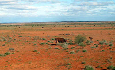 Cattle, 101 miles South of Alice Springs, Ghan: Alice to Adelaide, 2013 Australia (North-South)