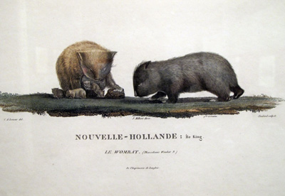 Early wombat pictures!, South Australian Maritime Museum, 2013 Australia (North-South)