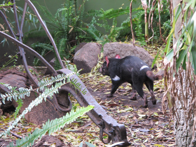 Tasmanian Devil, Adelaide Zoo, 2013 Australia (North-South)