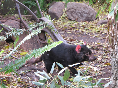 Tasmanian Devil Red ears are a sign of stress., Adelaide Zoo, 2013 Australia (North-South)