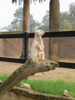 Adelaide Zoo, 2013 Australia (North-South)