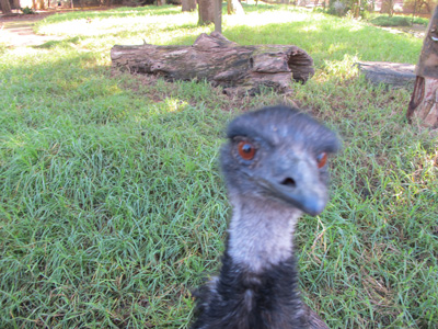Curious Emu, Adelaide Zoo, 2013 Australia (North-South)