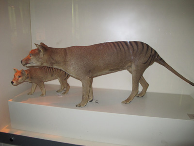 Thylacine models, South Australian Museum, 2013 Australia (North-South)