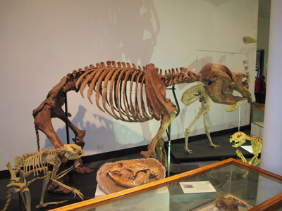Diprotodon skeleton/model, South Australian Museum, 2013 Australia (North-South)