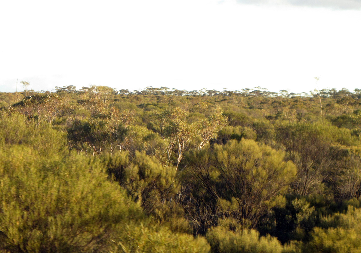 Indian-Pacific, 169 miles East of Perth