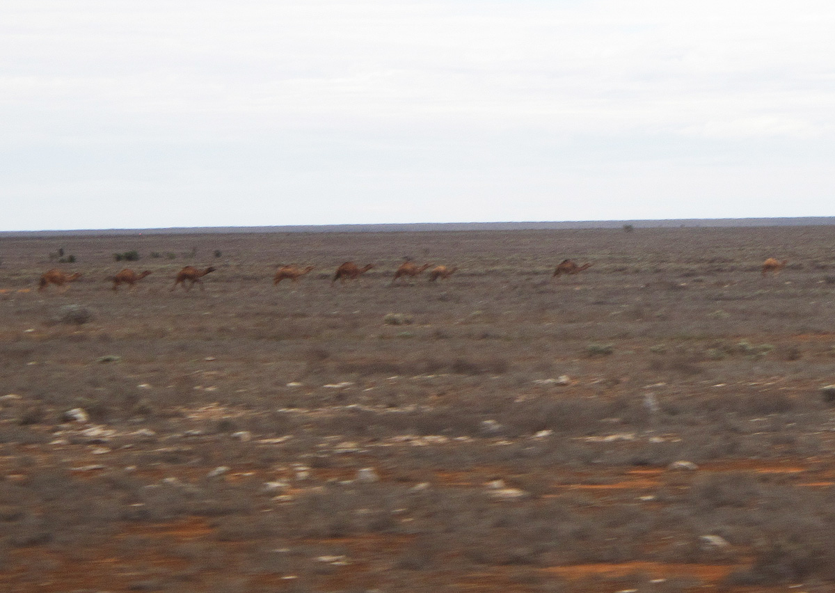 Indian-Pacific, Camels, Nullarbor Plain 124 miles West of Cook