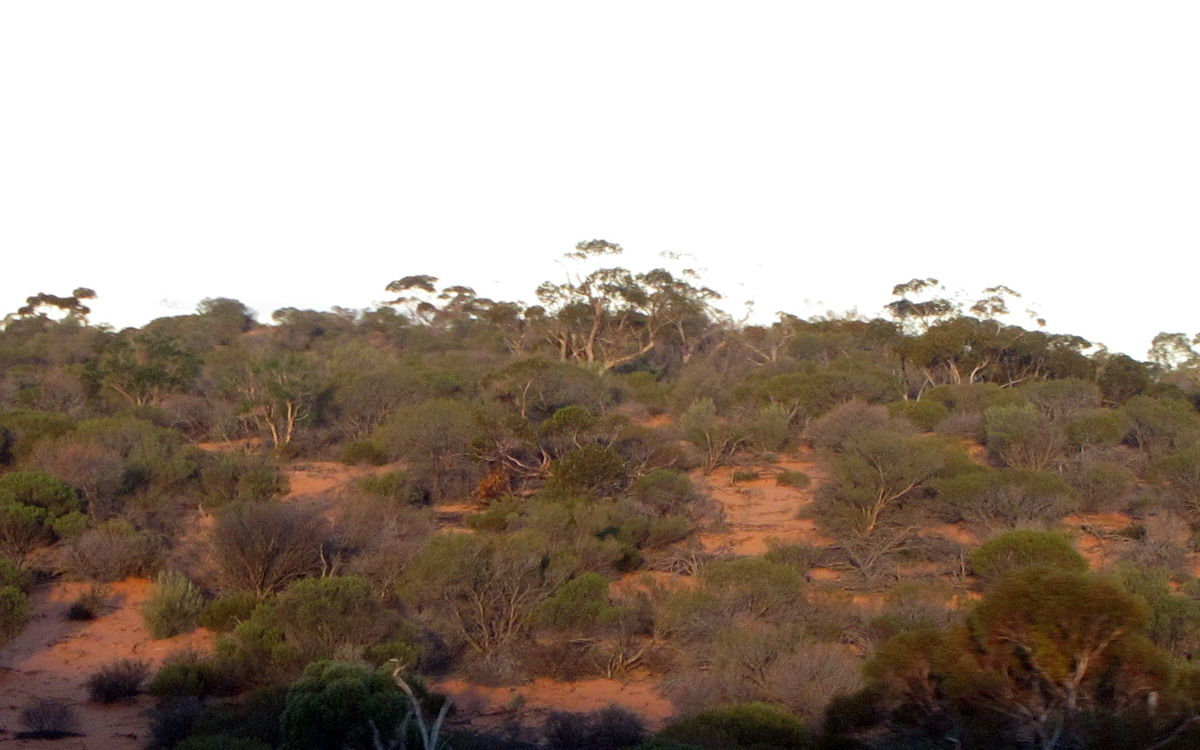 Indian-Pacific, 94 miles East of Cook
