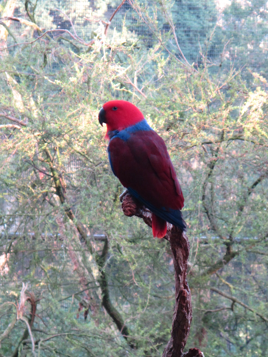 Melbourne Zoo, Melbourne Zoo: Parrot