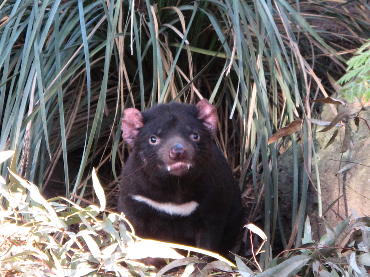 Melbourne Zoo, Fierce Tasmanian Devil