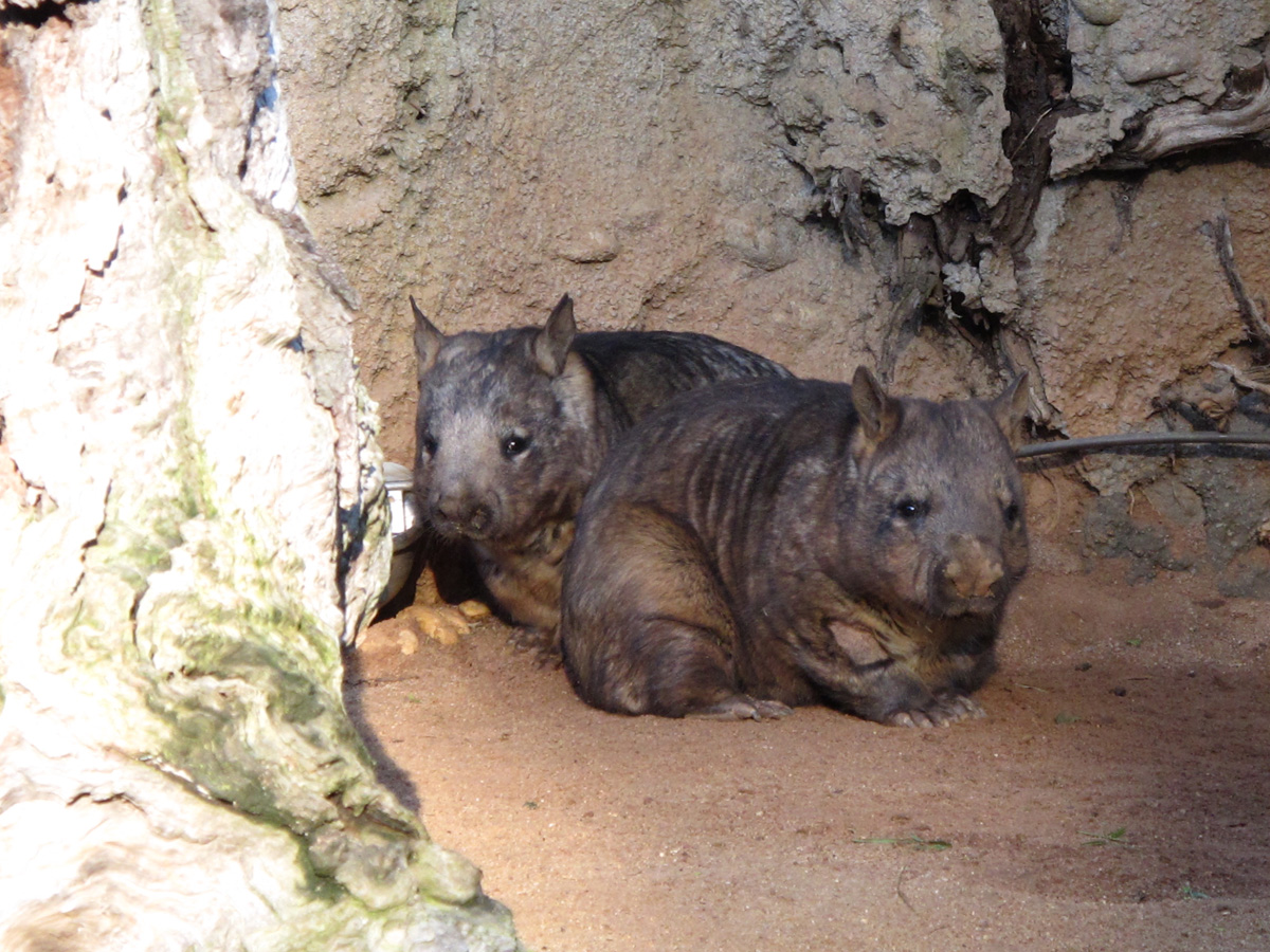 Melbourne Zoo, Southern Hairy-Nosed Wombats