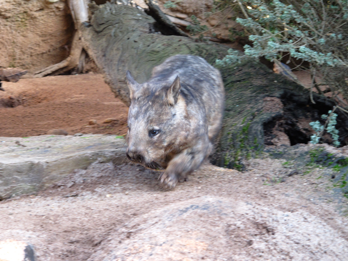Melbourne Zoo