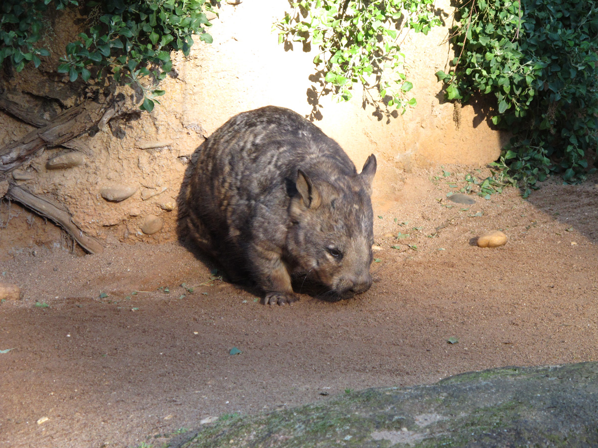 Melbourne Zoo