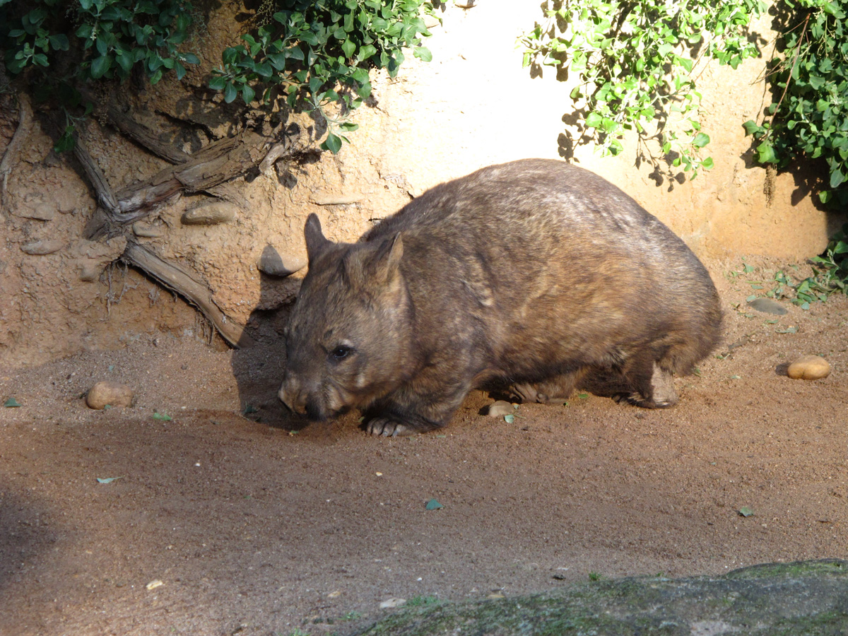 Melbourne Zoo