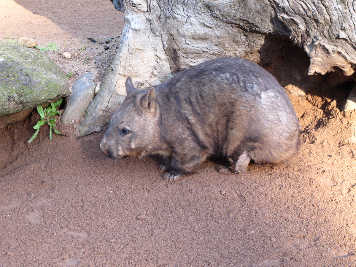 Melbourne Zoo