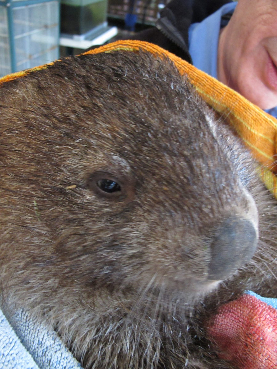 Wombat Quest, Scotsman + Wombat