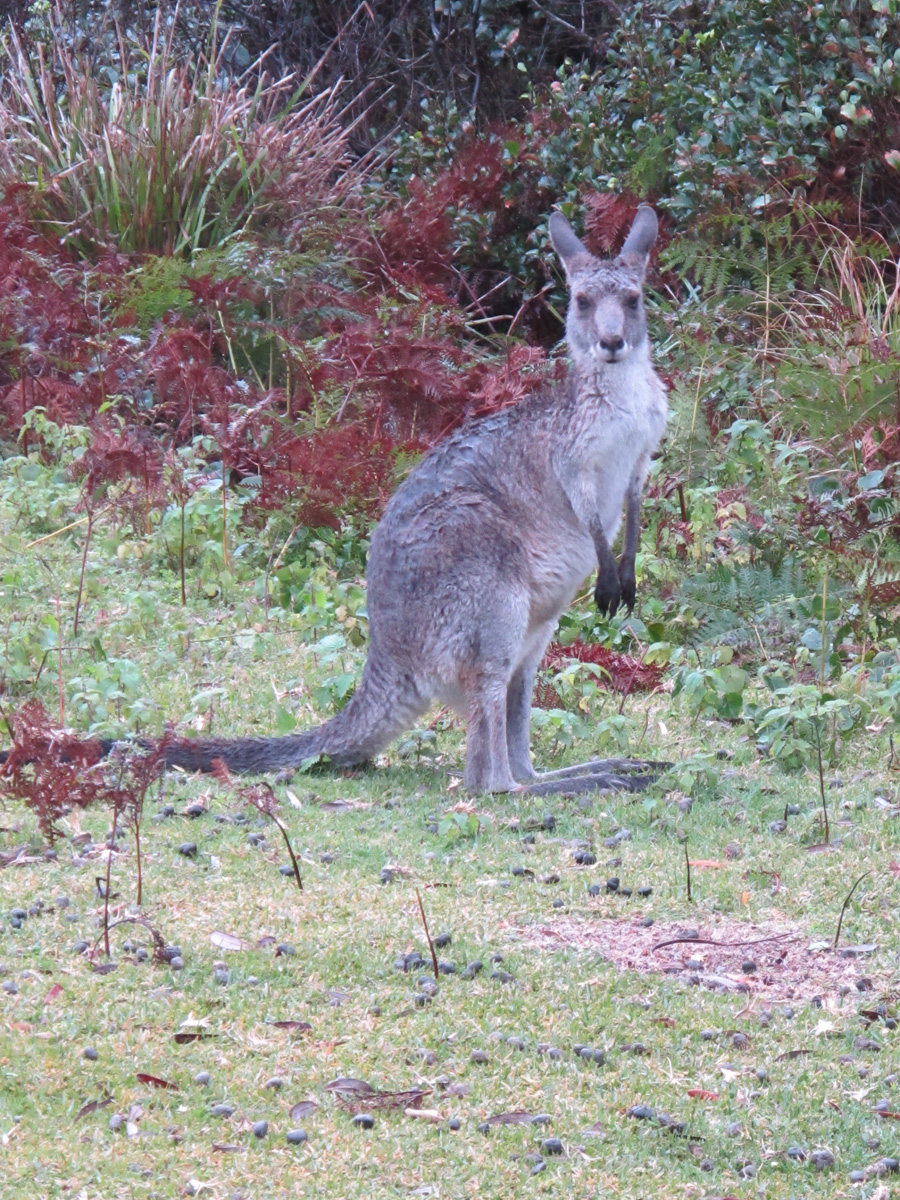 Wombat Quest, Pebbly Beach Kangaroo