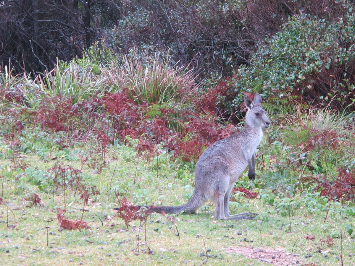 Wombat Quest, Pebbly Beach Kangaroo