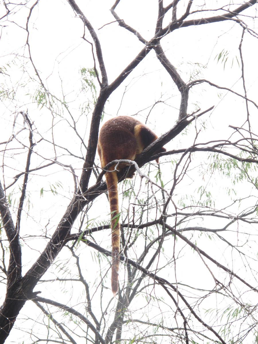Sydney Taronga Zoo, Goodfellow