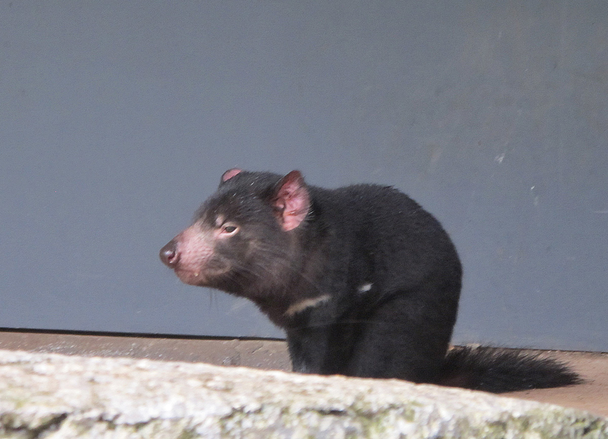 Sydney Taronga Zoo, Tasmanian Devil