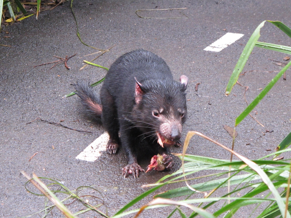 Sydney Taronga Zoo, Eating Lunch