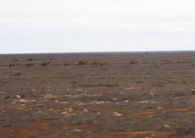 Camels, Nullarbor Plain 124 miles West of Cook, Indian-Pacific, Australia (West-East)