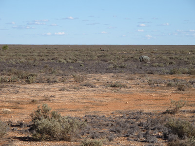 Nullarbor at Cook, Indian-Pacific, Australia (West-East)