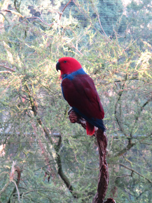 Melbourne Zoo: Parrot, Australia (West-East)