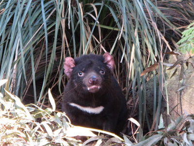 Fierce Tasmanian Devil, Melbourne Zoo, Australia (West-East)