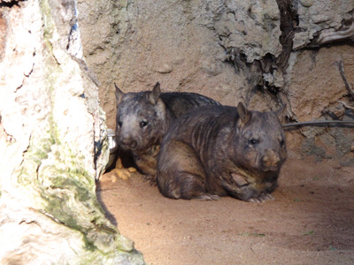 Southern Hairy-Nosed Wombats, Melbourne Zoo, Australia (West-East)