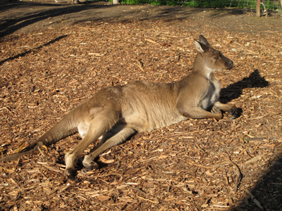 Lazing Kangaro, Melbourne Zoo, Australia (West-East)