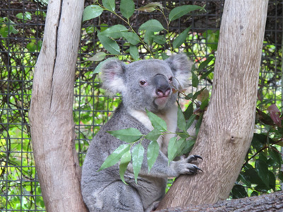 Suspicious Koala, Wombat Quest, Australia (West-East)
