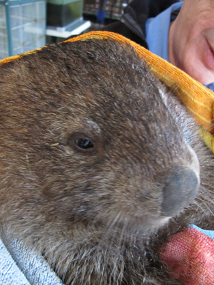 Scotsman + Wombat, Wombat Quest, Australia (West-East)