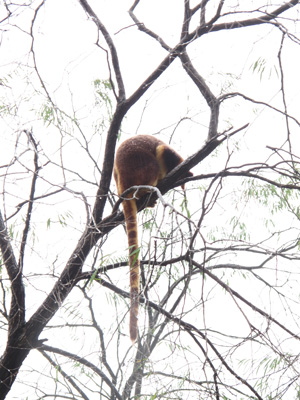 Goodfellow's Tree Kangaroo, Sydney Taronga Zoo, Australia (West-East)