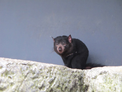 Tasmanian Devil: Looking innocous, Sydney Taronga Zoo, Australia (West-East)