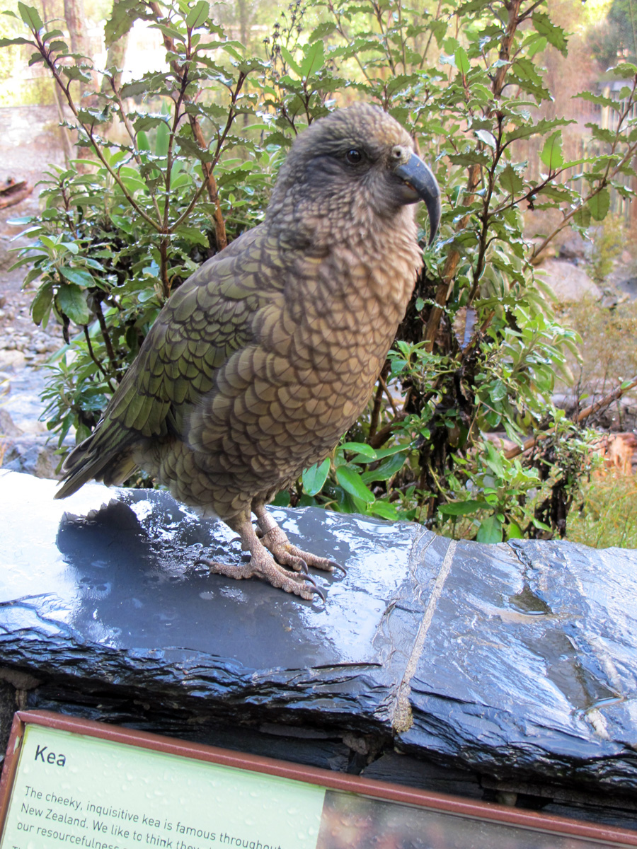 Auckland Zoo, Kea