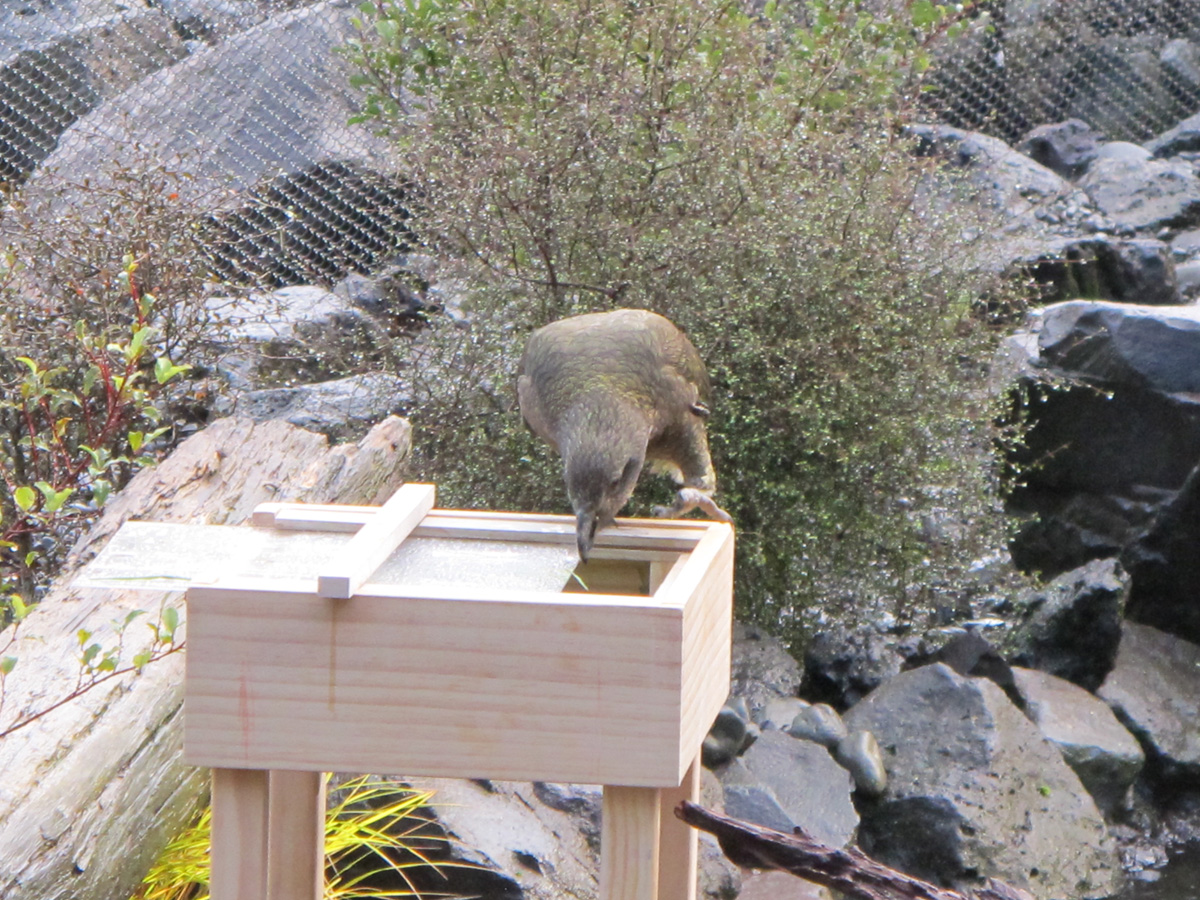 Auckland Zoo, Kea + Puzzle Box