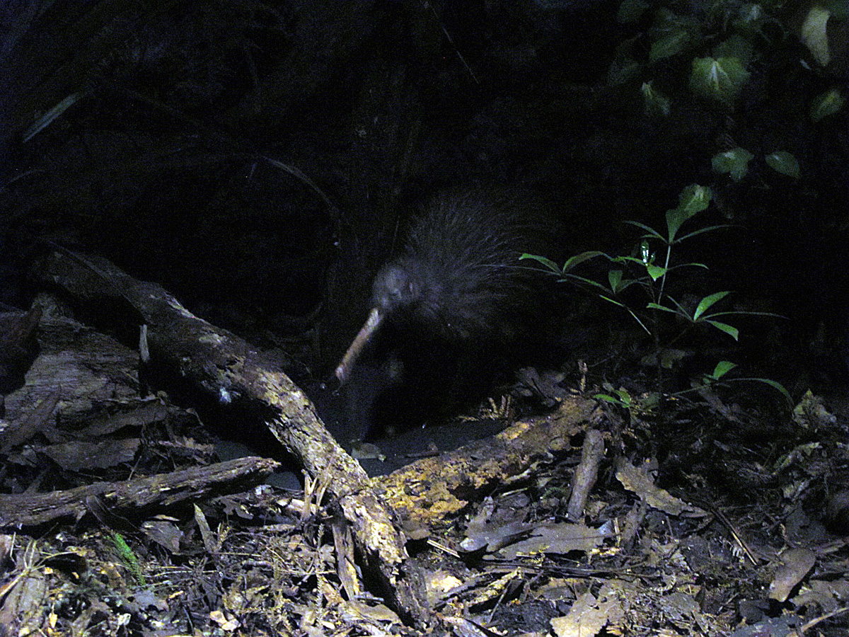 Auckland Zoo, Kiwi