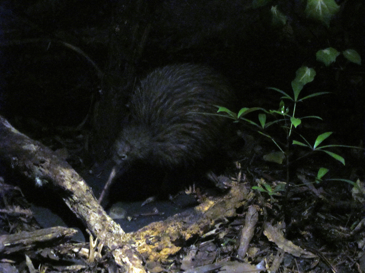 Auckland Zoo, Kiwi