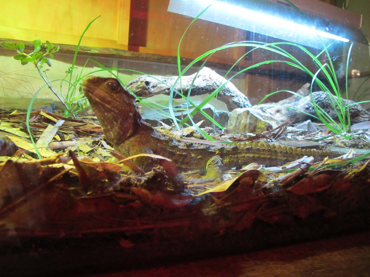 Wellington, Wellington Zoo: Tuatara