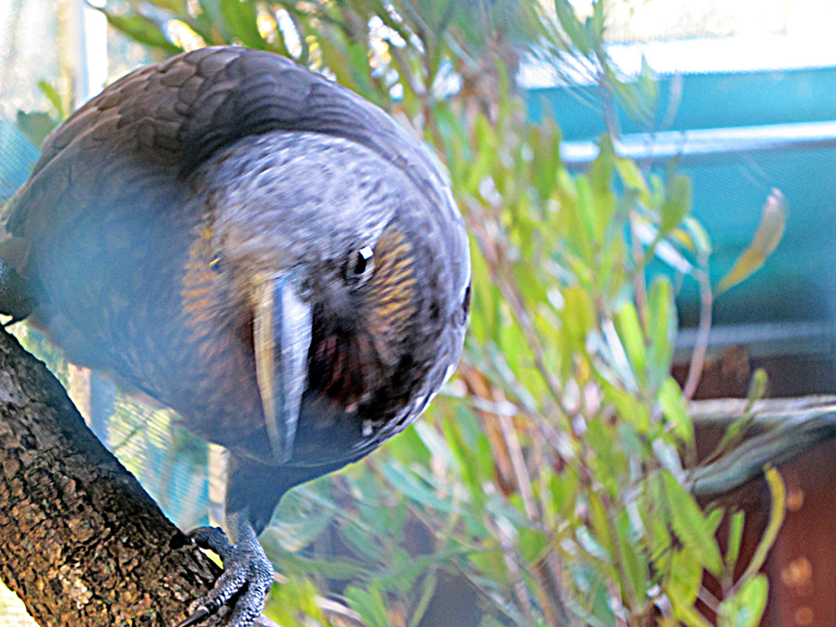 Wellington, Wellington Zoo: Curious Kaka