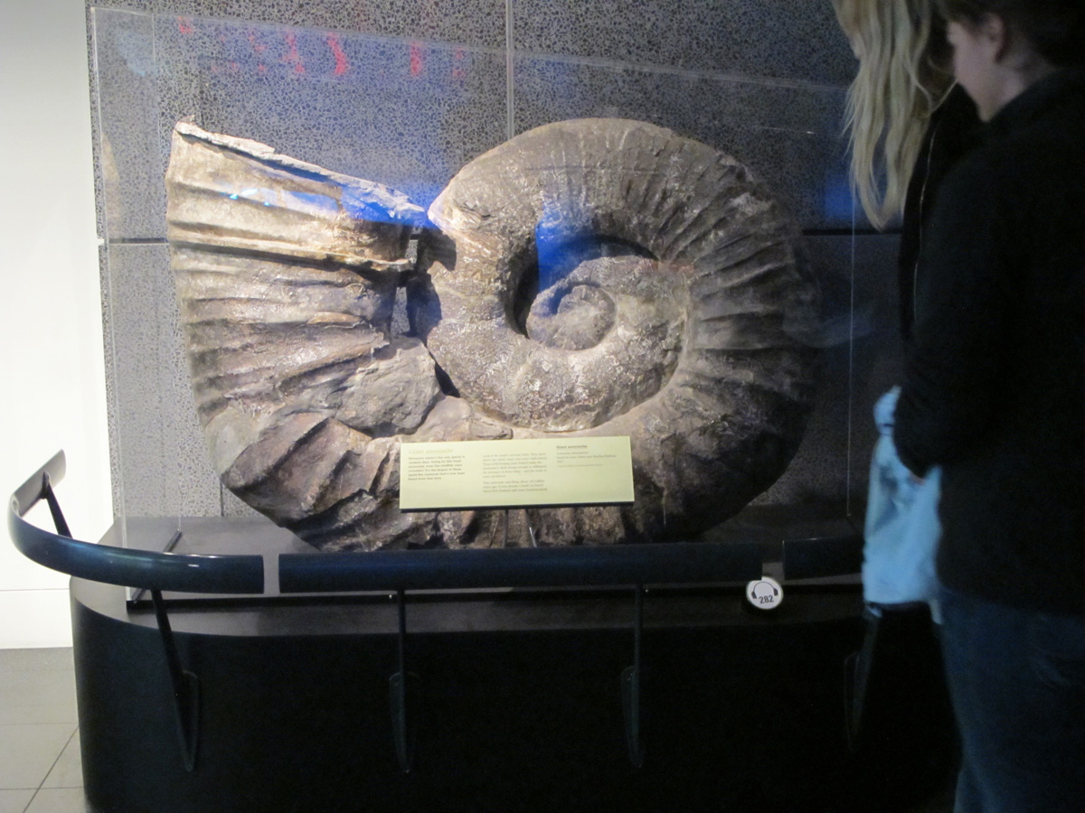 Te Papa Museum, Giant Ammonite