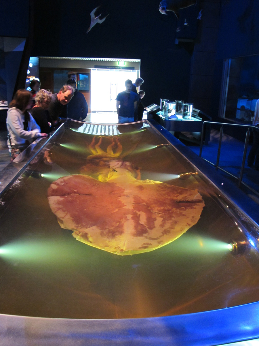Te Papa Museum, Colossal Squid
