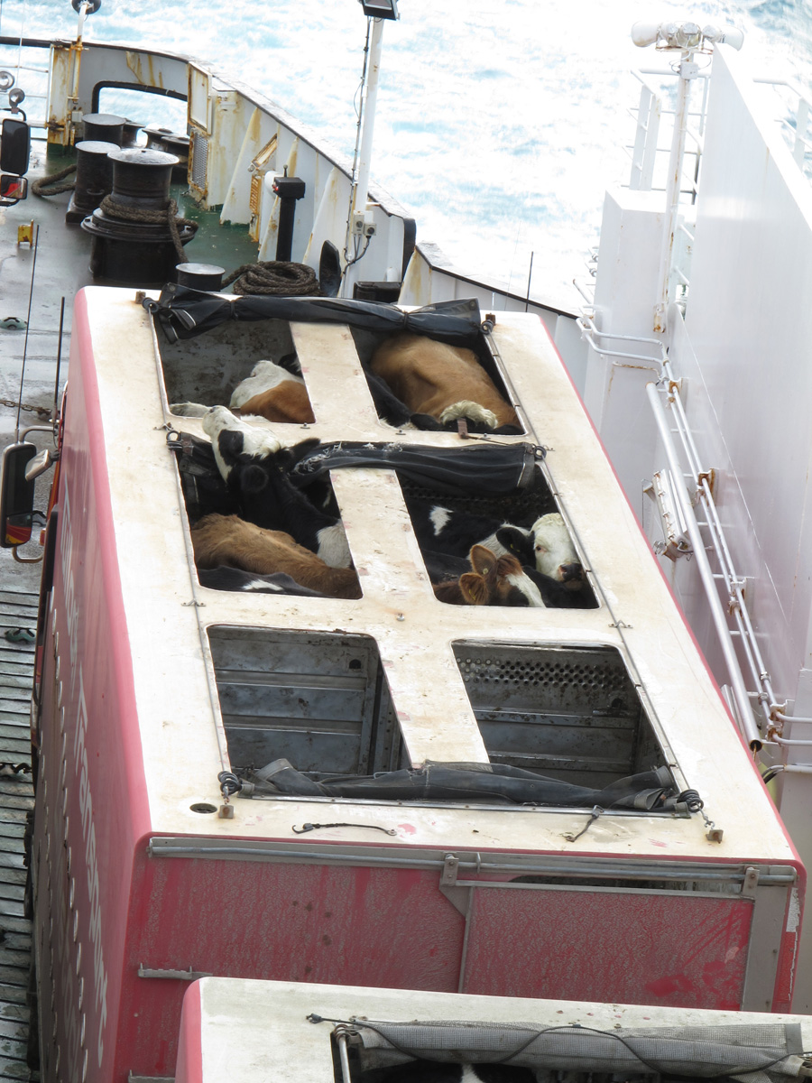 Wellington to Christchurch, Travelling in Cattle Class