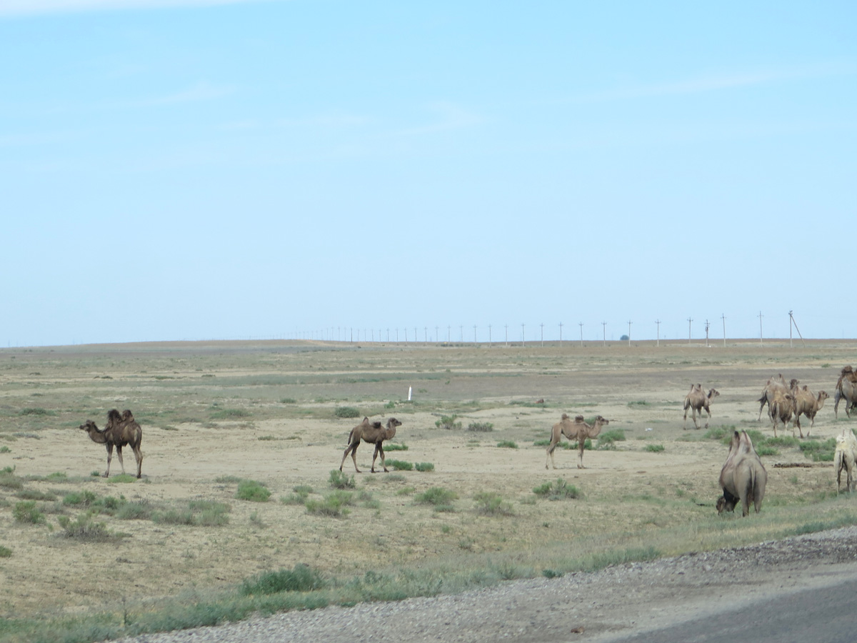 Atyrau, Camels, 34 miles West of Atyrau