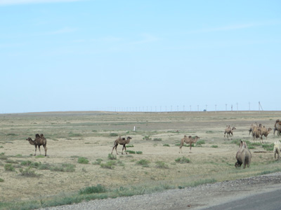 Camels, 34 miles West of Atyrau, Kazakhstan 2014