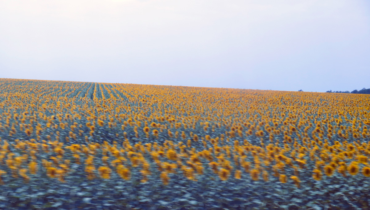Stavropol, 40 miles East of Stavropol;